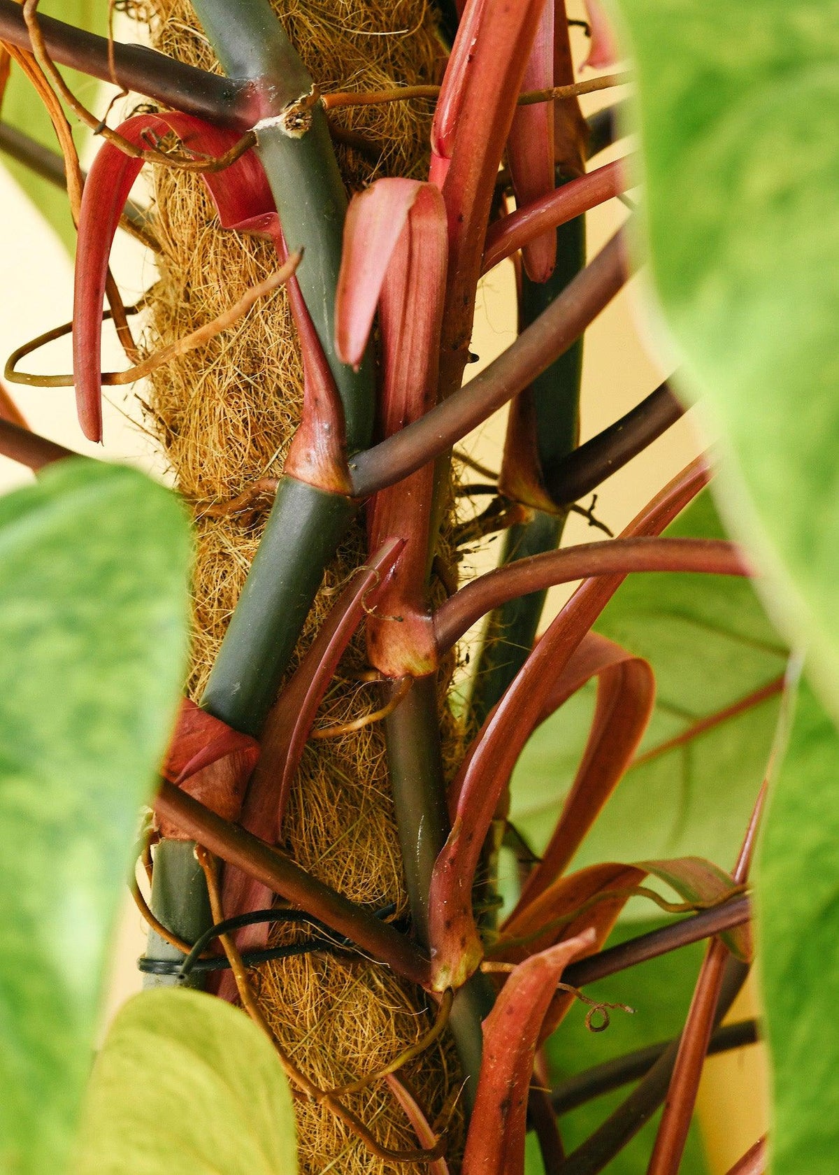 Philodendron Painted Lady 