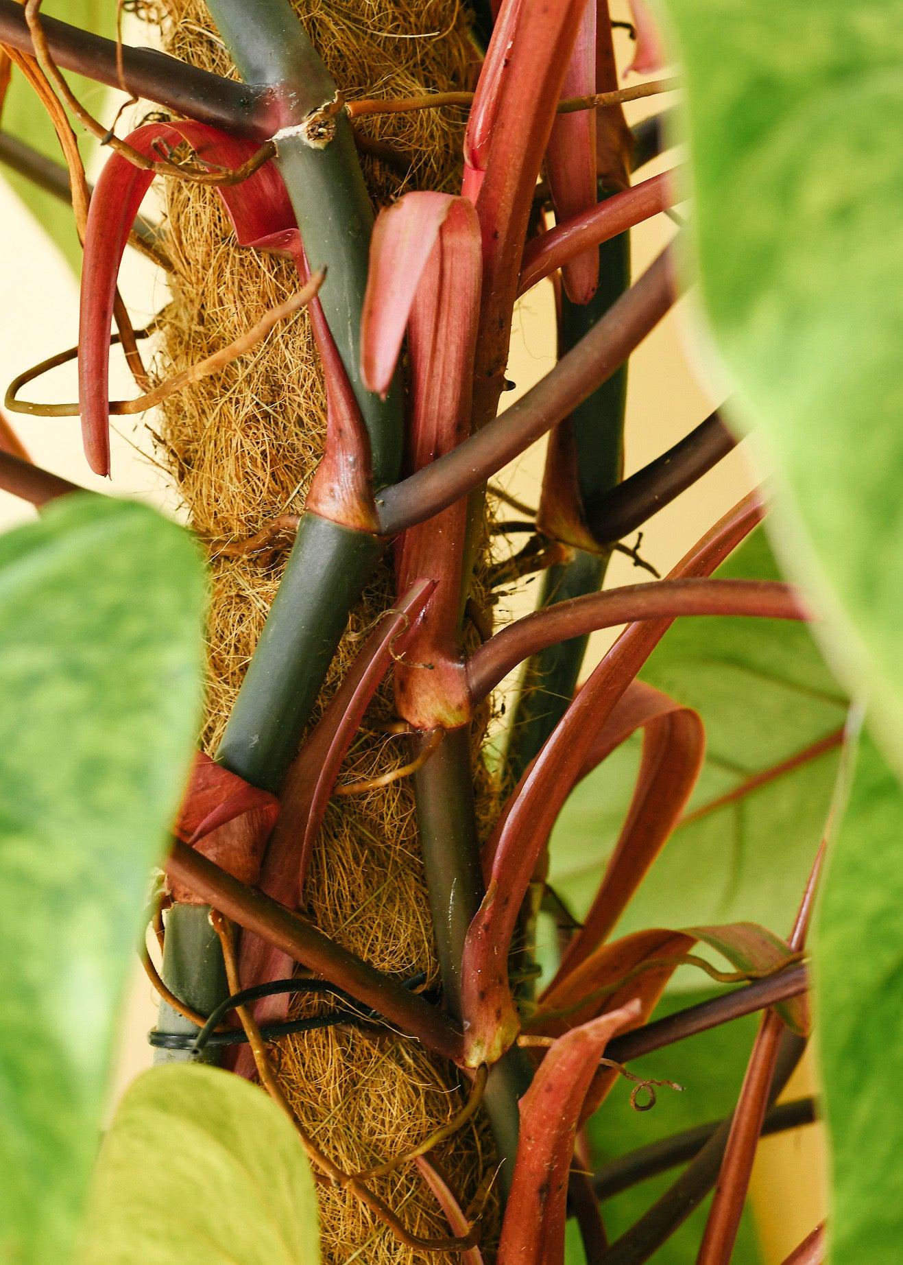 Philodendron Painted Lady XL 4