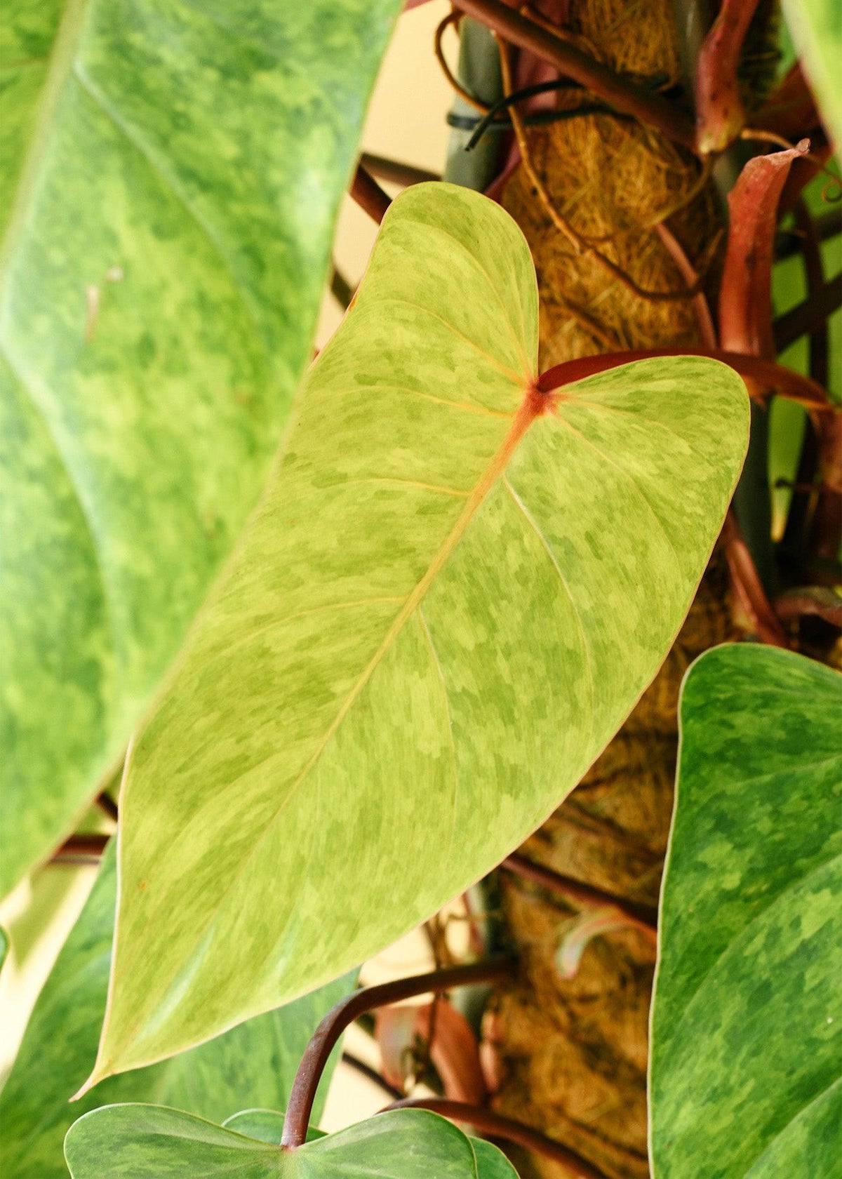 Philodendron Painted Lady 