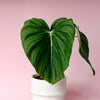 philodendron_pastazanum_1