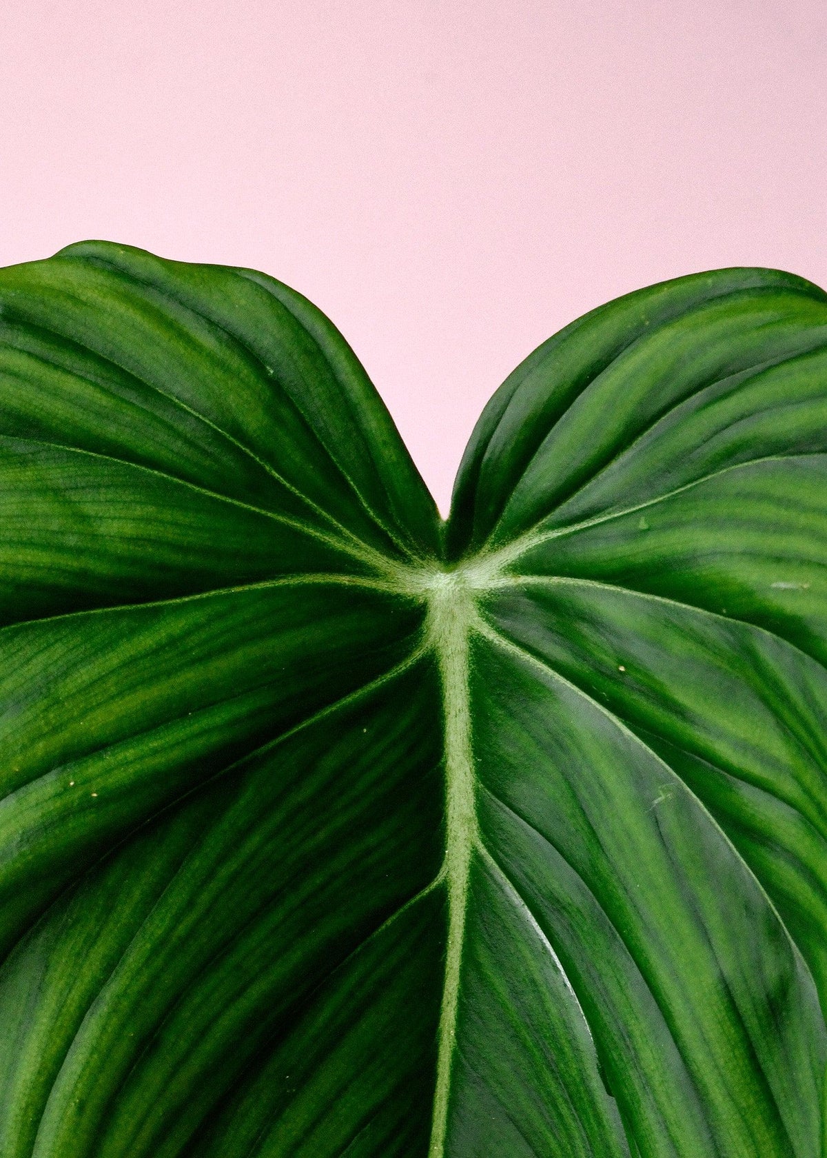 Philodendron Pastazanum – Medium, Approx. 60.0cm height – 15.0cm Pot 2