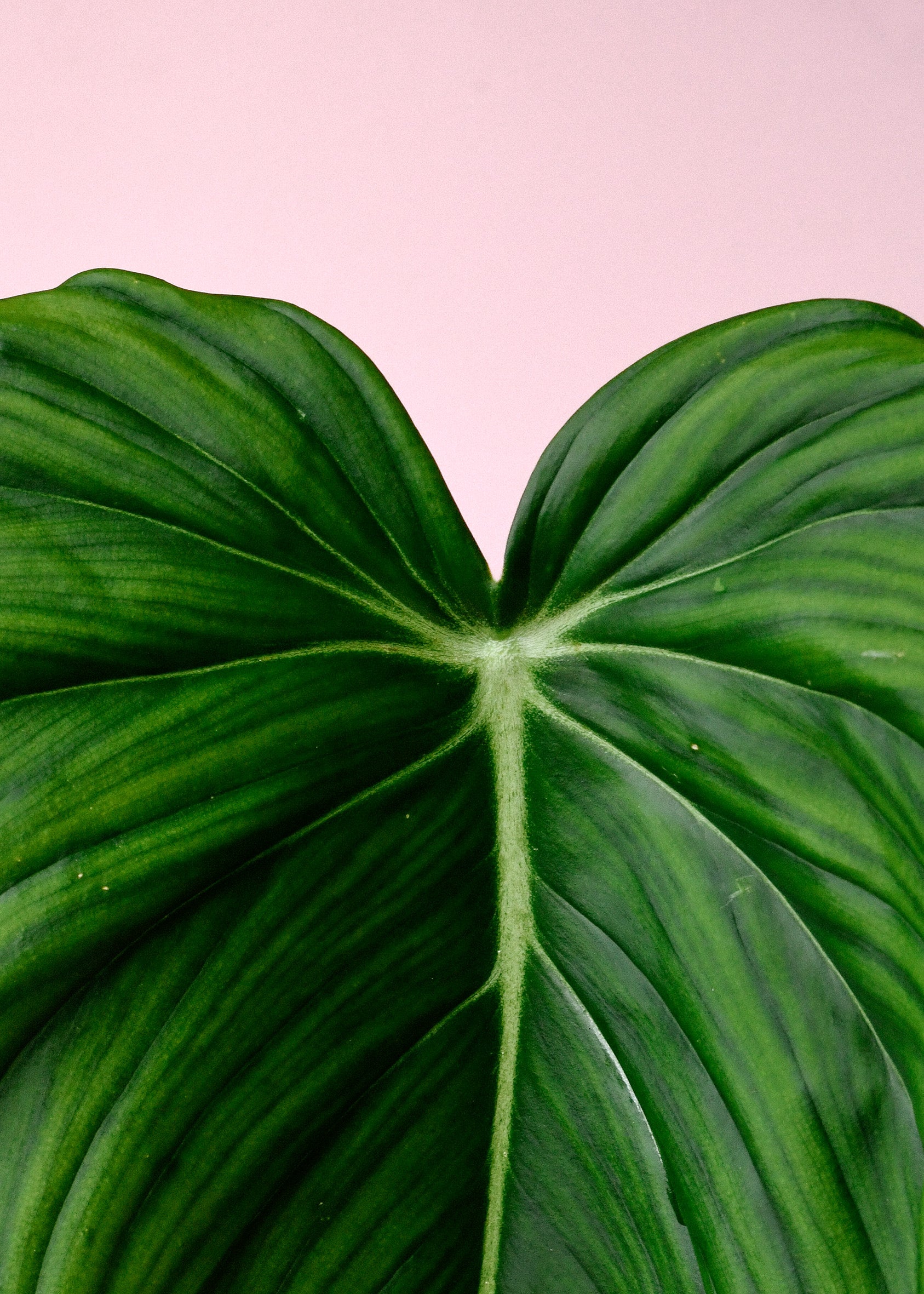 philodendron_pastazanum_2