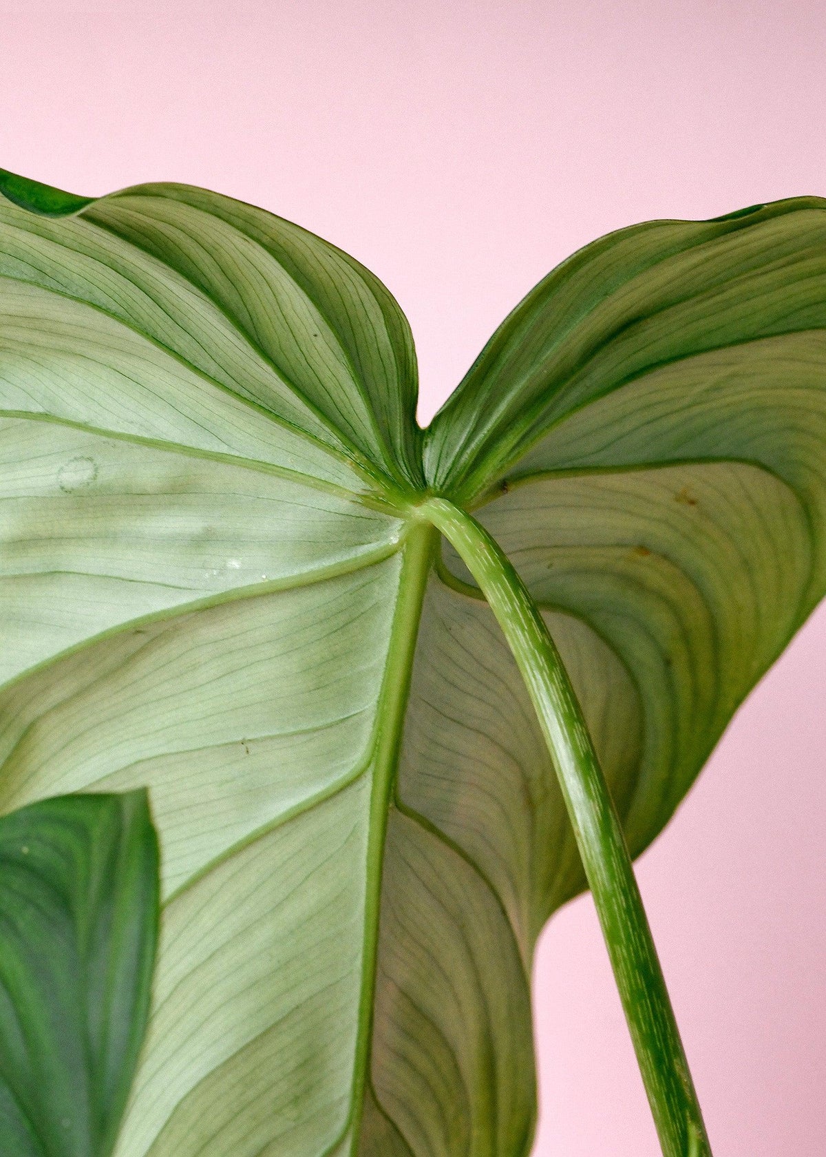 Philodendron Pastazanum – Medium, Approx. 60.0cm height – 15.0cm Pot 3