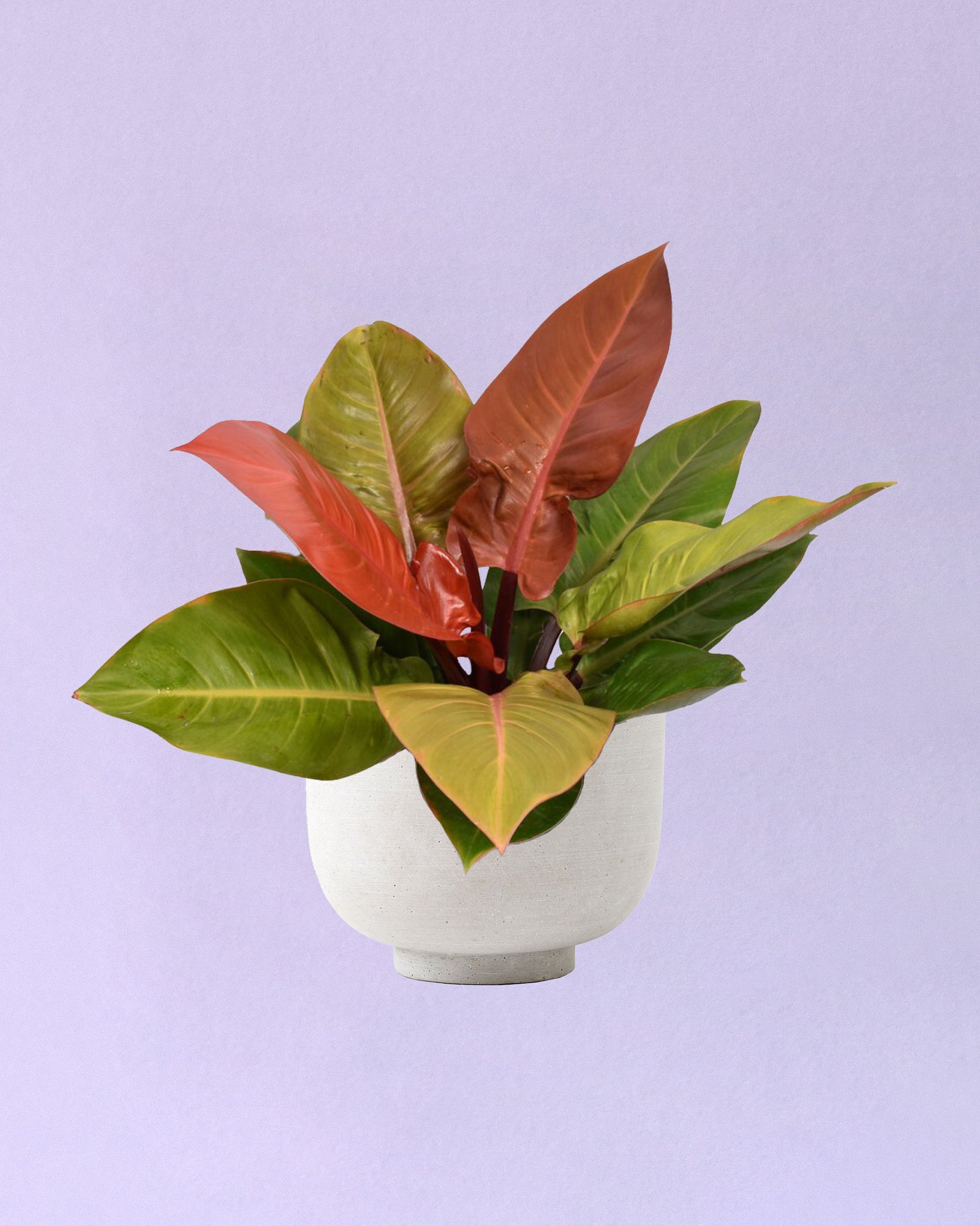 philodendron_prince_orange_ds