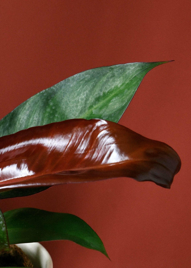 Healthy Philodendron Red Sun Baby. A perfect philodendron red sun baby for your indoor houseplant collection.