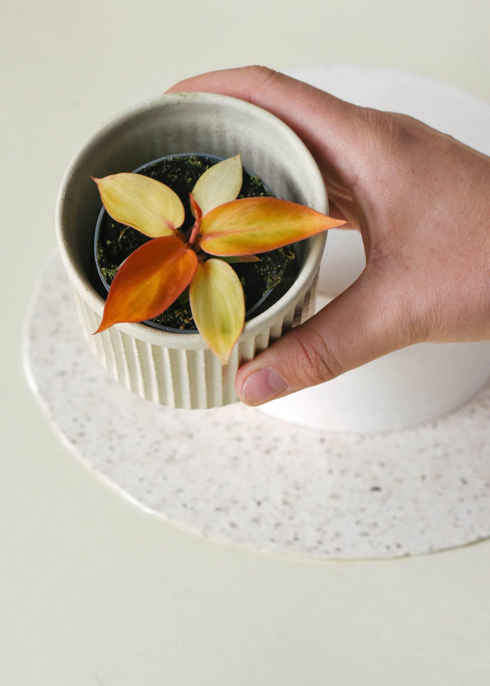 Healthy Philodendron Prince of Orange Baby. A perfect philodendron prince of orange baby for your indoor houseplant collection.