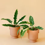 Two potted variegated philodendron ring of fire houseplants in terracotta-colored ceramic pots, set against a solid warm beige background.