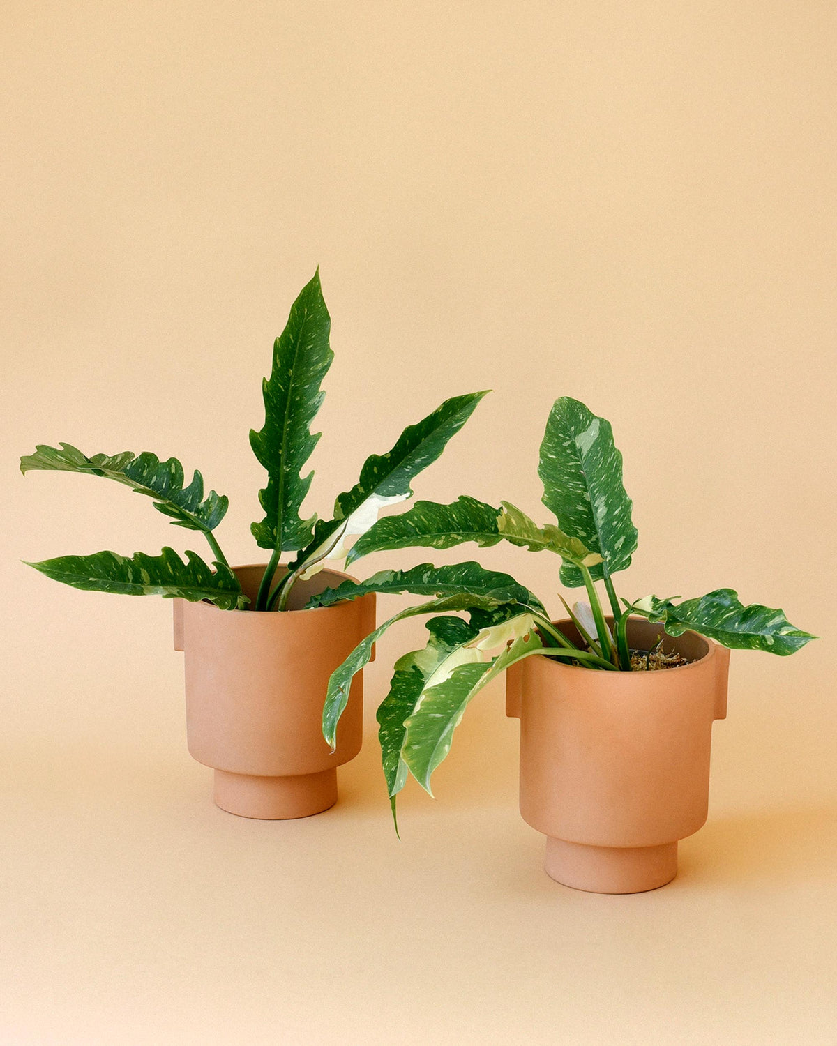 Two potted variegated philodendron ring of fire houseplants in terracotta-colored ceramic pots, set against a solid warm beige background.