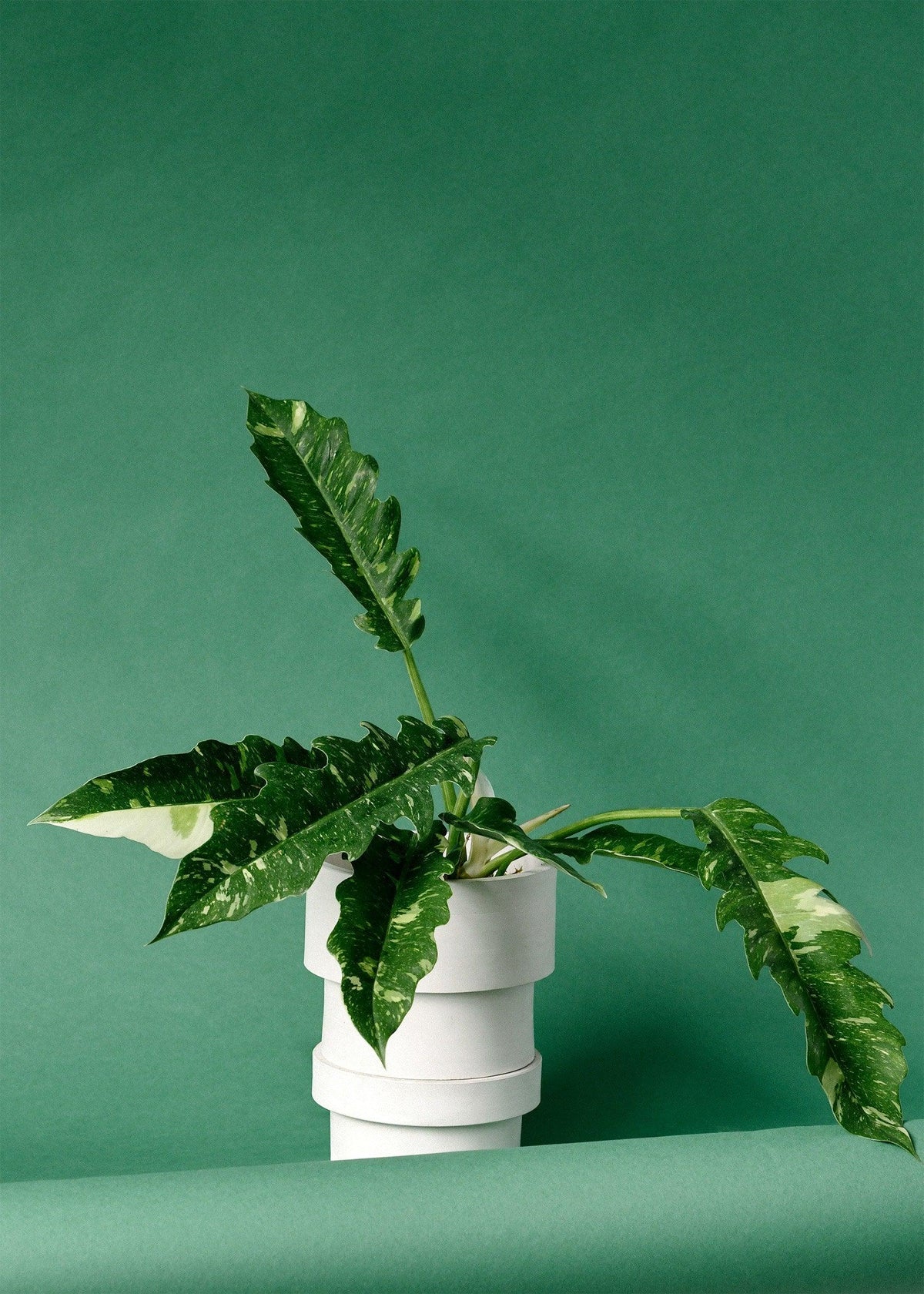 Philodendron Narrow 'Ring of Fire' M Default Title 1