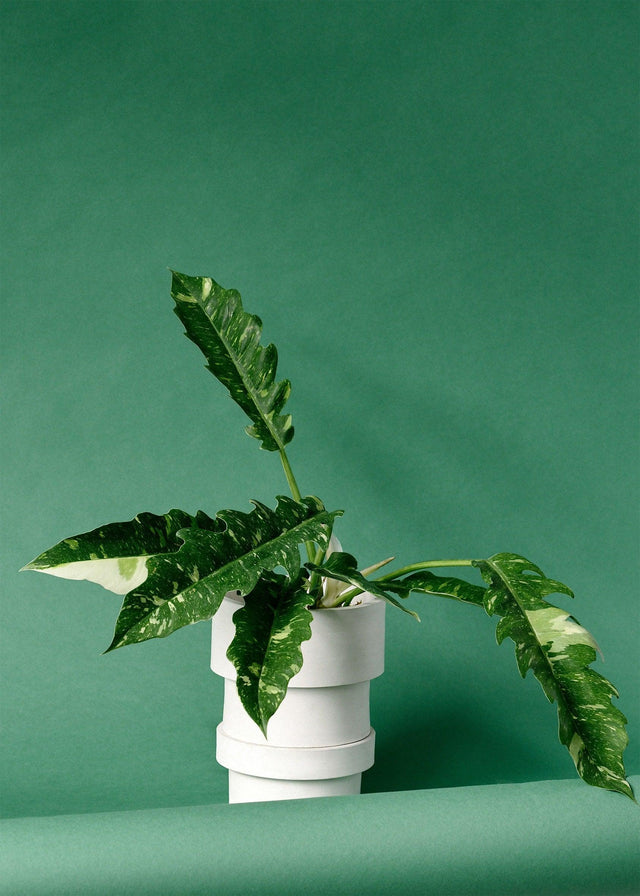 Philodendron Narrow 'Ring of Fire' M Default Title 1