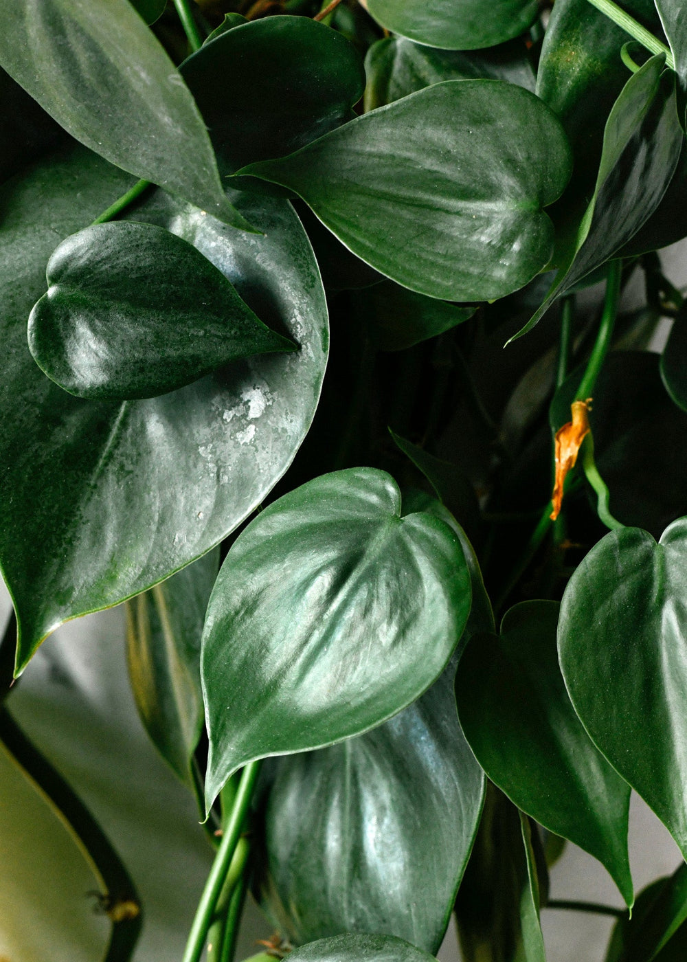 Philodendron hederaceum var. oxycardium (Philodendron scandens) 