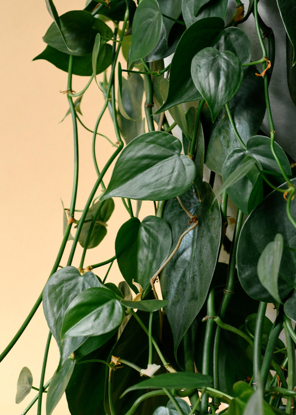 Philodendron hederaceum var. oxycardium (Philodendron scandens) 