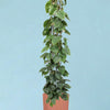 philodendron_scandens_ds