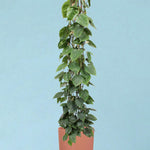 philodendron_scandens_ds