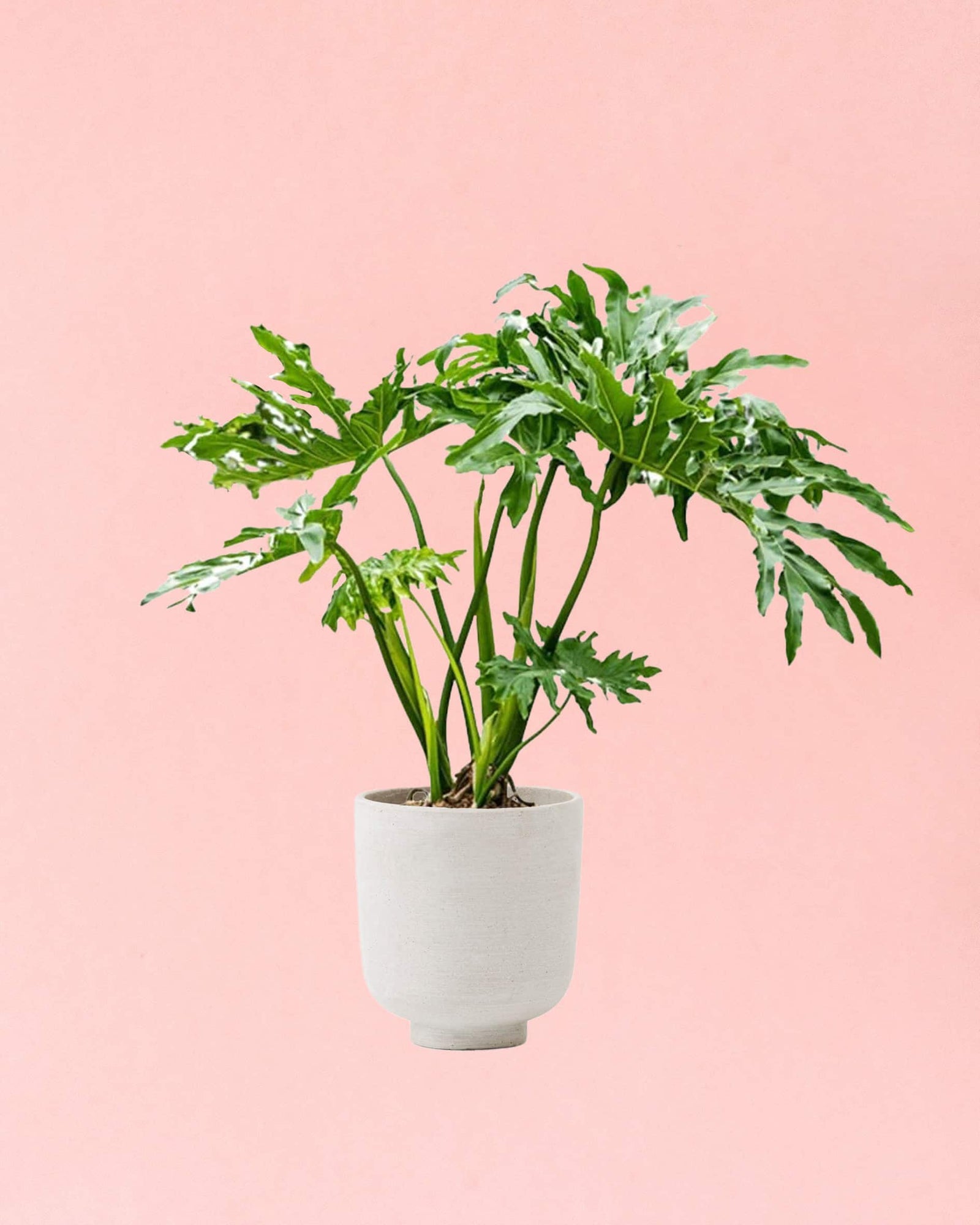 philodendron_selloum_xl_ds