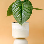 philodendron_sodiroi_1