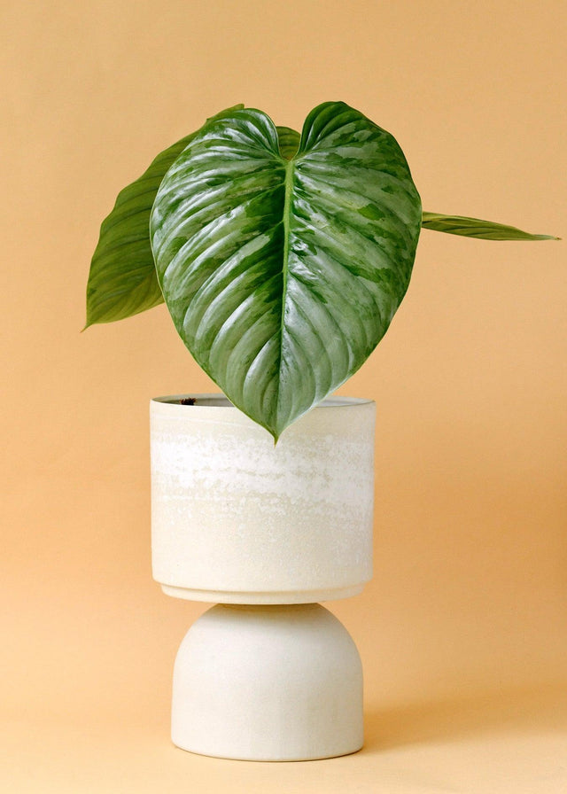 Healthy Philodendron Sodiroi M. A perfect philodendron sodiroi m for your indoor houseplant collection.
