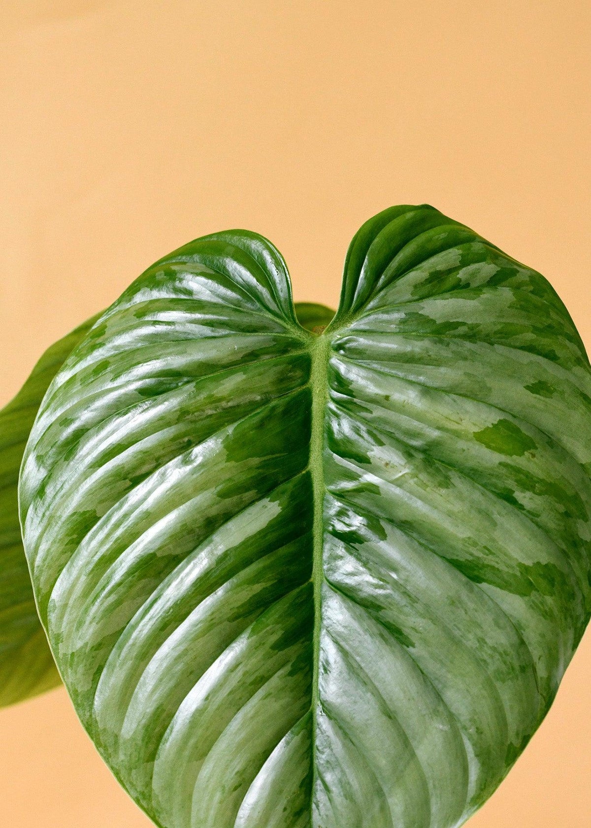 Healthy Philodendron Sodiroi M. A perfect philodendron sodiroi m for your indoor houseplant collection.