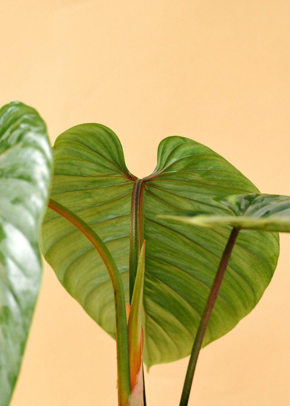 Healthy Philodendron Sodiroi M. A perfect philodendron sodiroi m for your indoor houseplant collection.