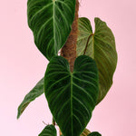 Philodendron Splendid L Default Title 1
