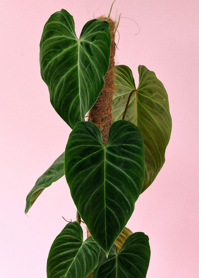 Philodendron Splendid L Default Title 1