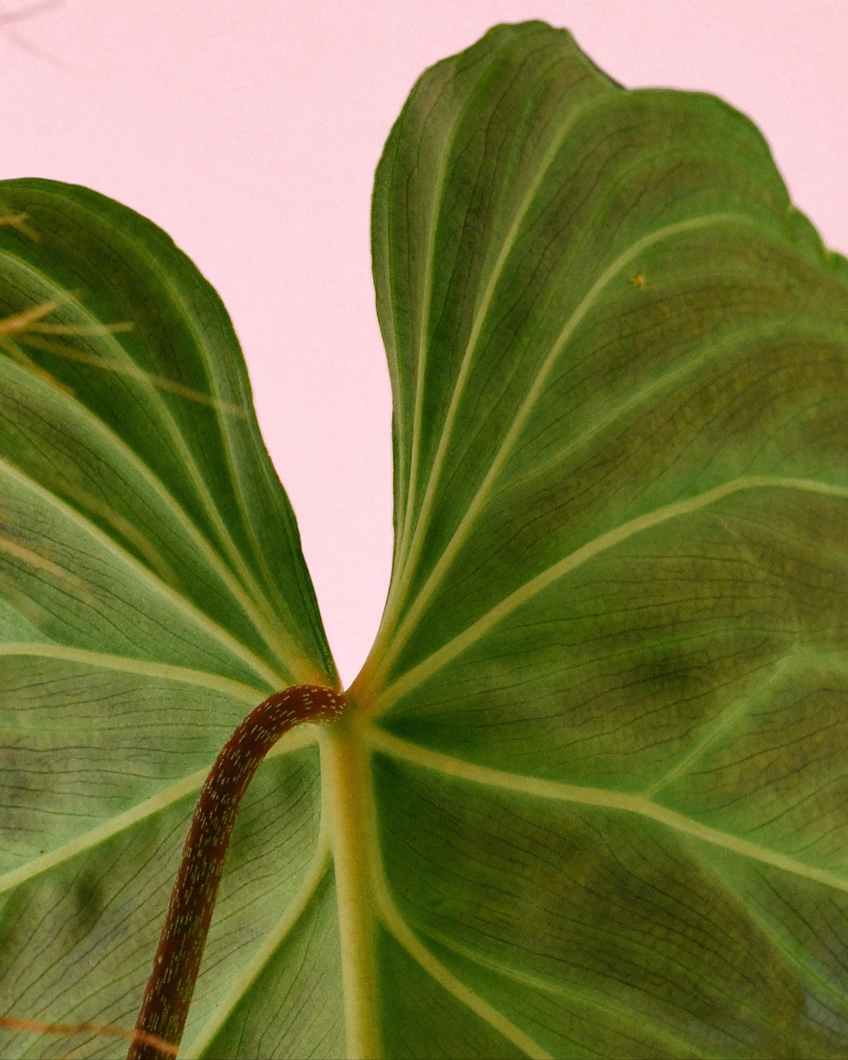 philodendron splendid