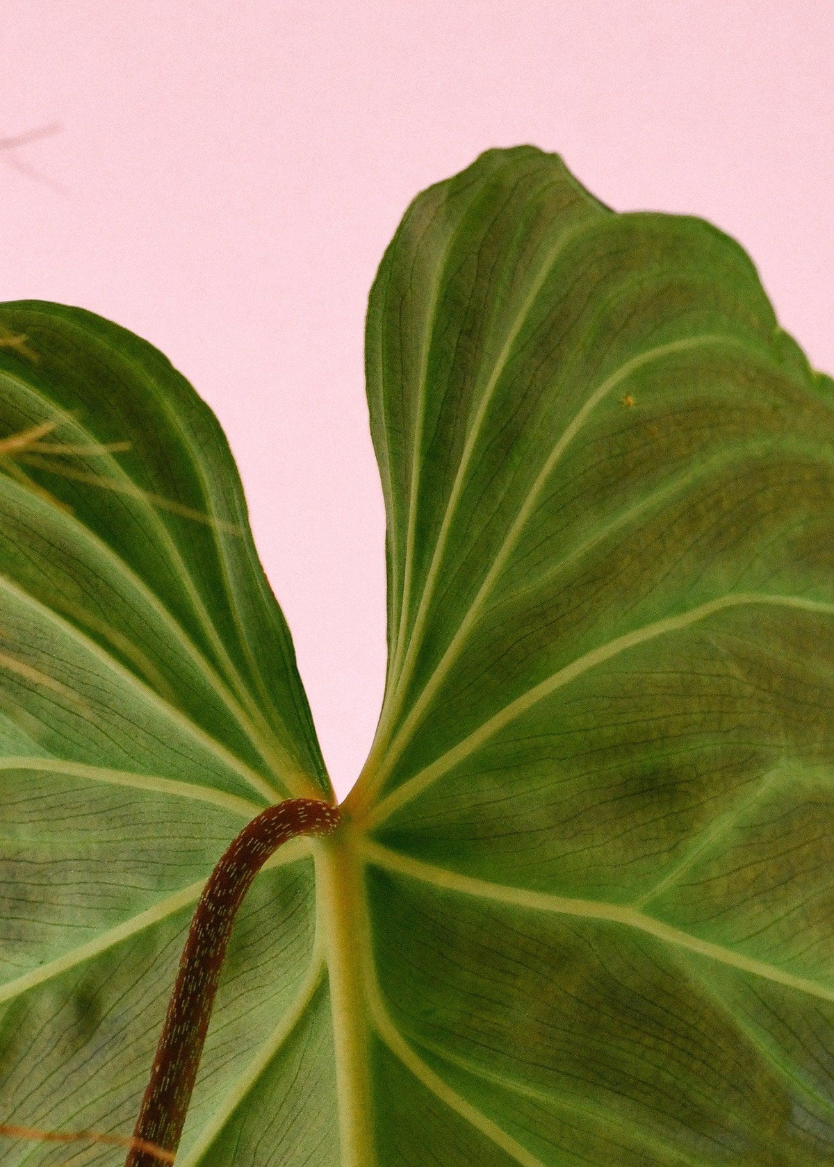 philodendron splendidum Philodendron Splendid: Rare Velvet Leaf Hybrid