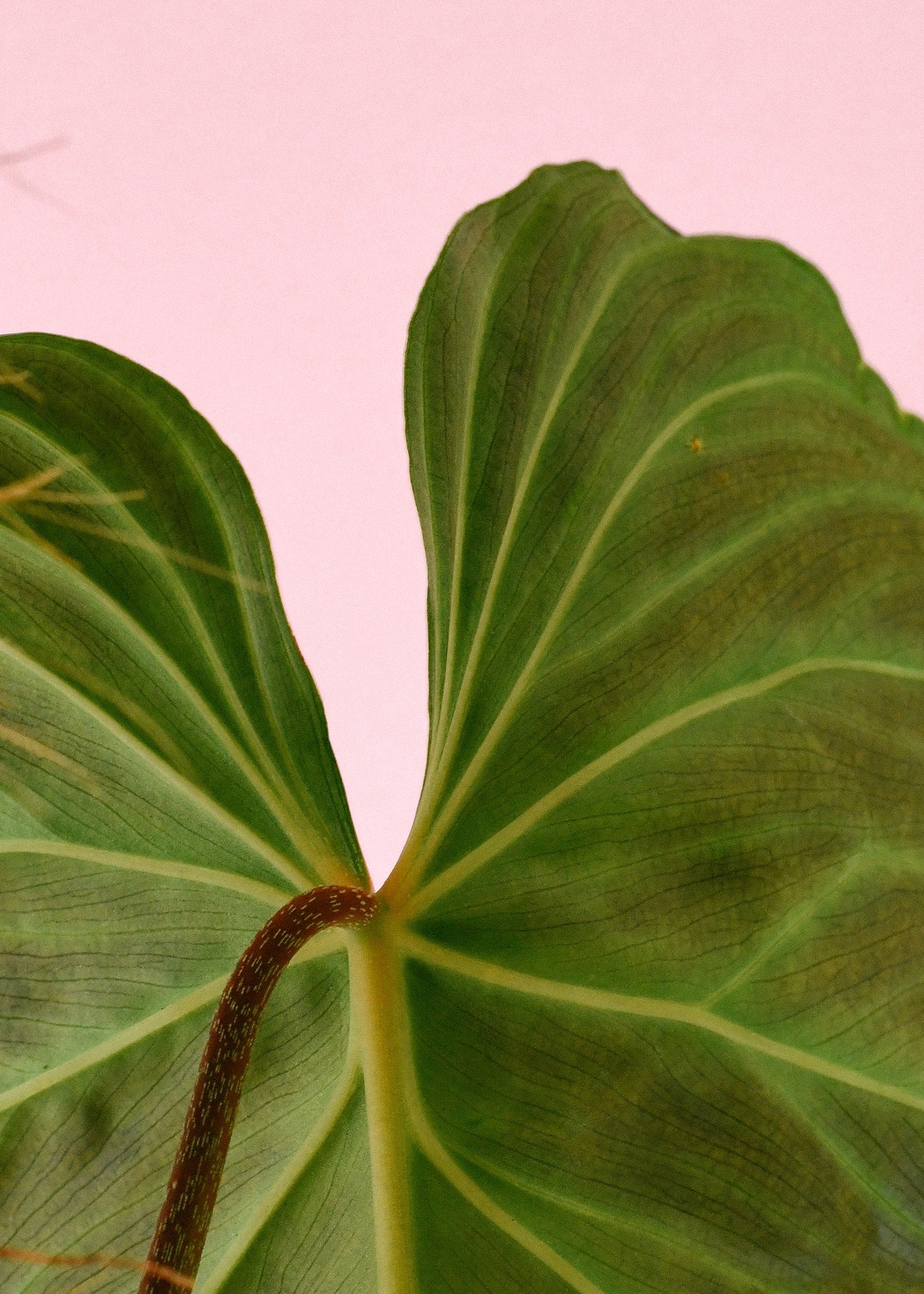 philodendron_splendid_3