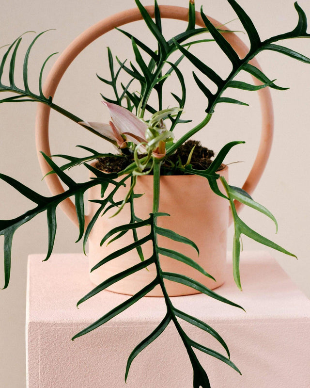 Healthy Philodendron Tortum M. A perfect philodendron tortum m for your indoor houseplant collection.