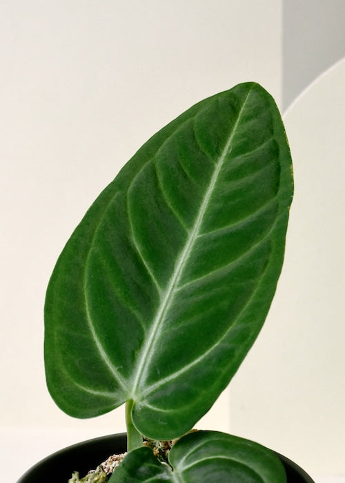 philodendron_villenaorum_detail