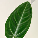 Anthurium Villenaorum Medium