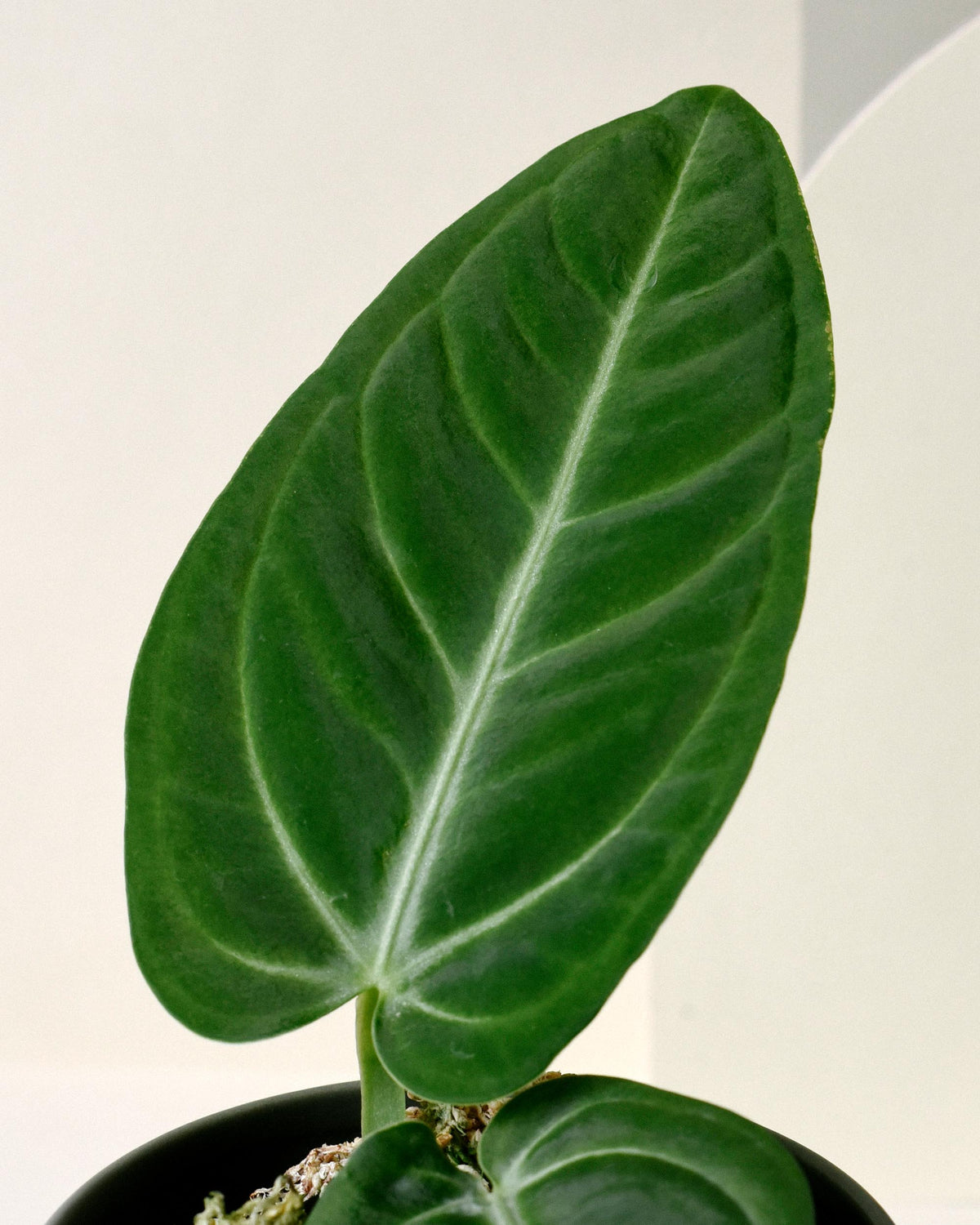 philodendron villenaorum Anthurium Villenaorum Medium