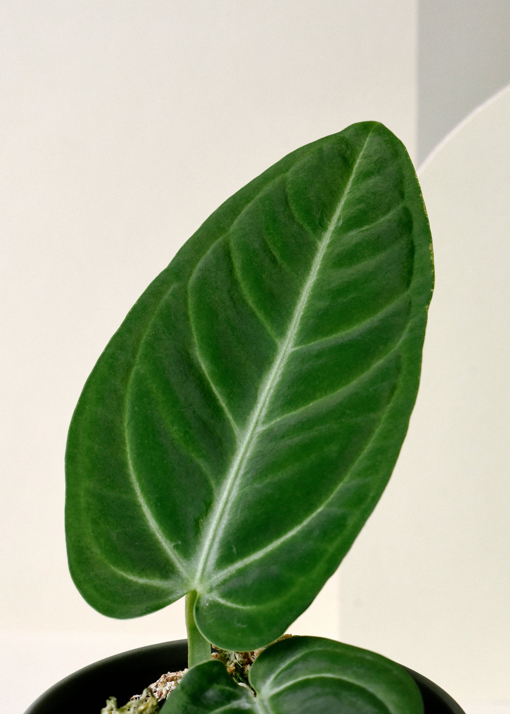 Anthurium Villenaorum Medium