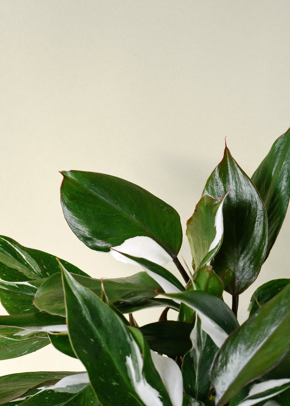 Philodendron 'White Knight' 