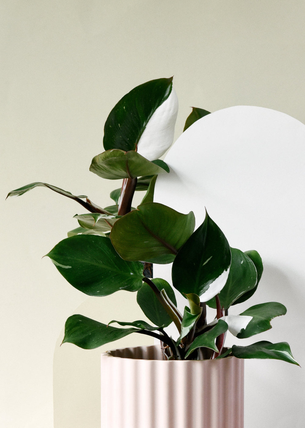 philodendron white knight moss pole Philodendron 'White Knight' Medium
