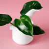 Philodendron 'White Wizard'