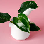 Philodendron 'White Wizard'