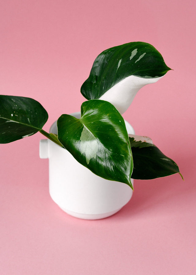 Philodendron 'White Wizard'