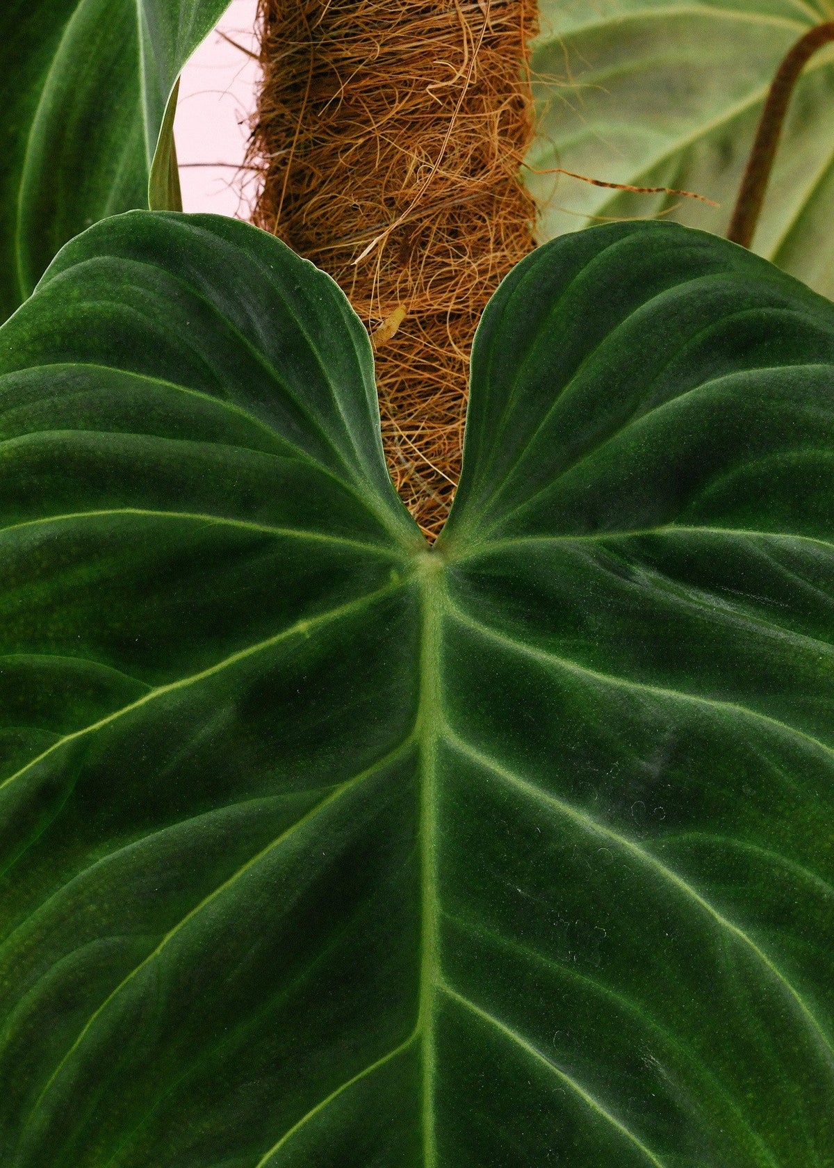 Philodendron Splendid L 2