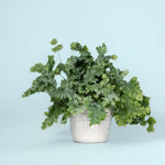 Large Phlebodium aureum ‘Davana’ fern in white pot with full, curly blue-green fronds against light blue background.
