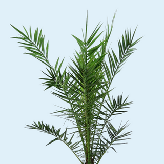 Phoenix Canariensis (Canary Island Date Palm)