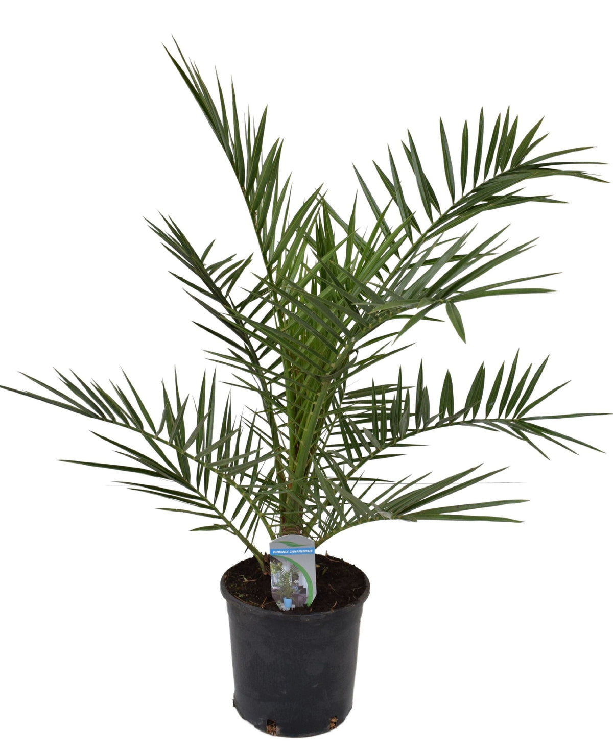 Phoenix Canariensis (Canary Island Date Palm)