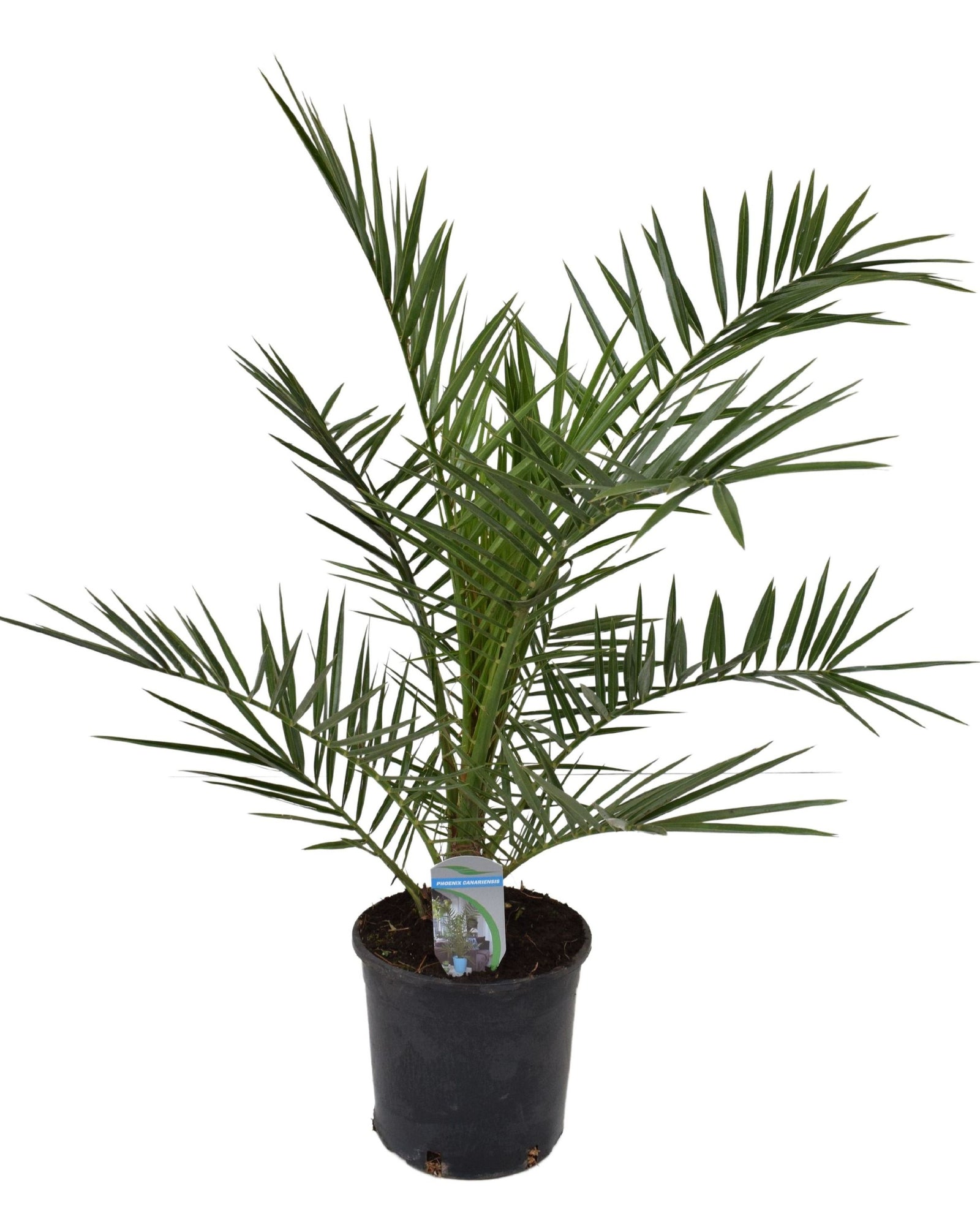 Phoenix Canariensis (Canary Island Date Palm)