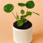 Pilea Peperomioides Baby Default Title 1