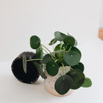 Healthy Pilea Peperomioides M. A perfect pilea peperomioides m for your indoor houseplant collection.
