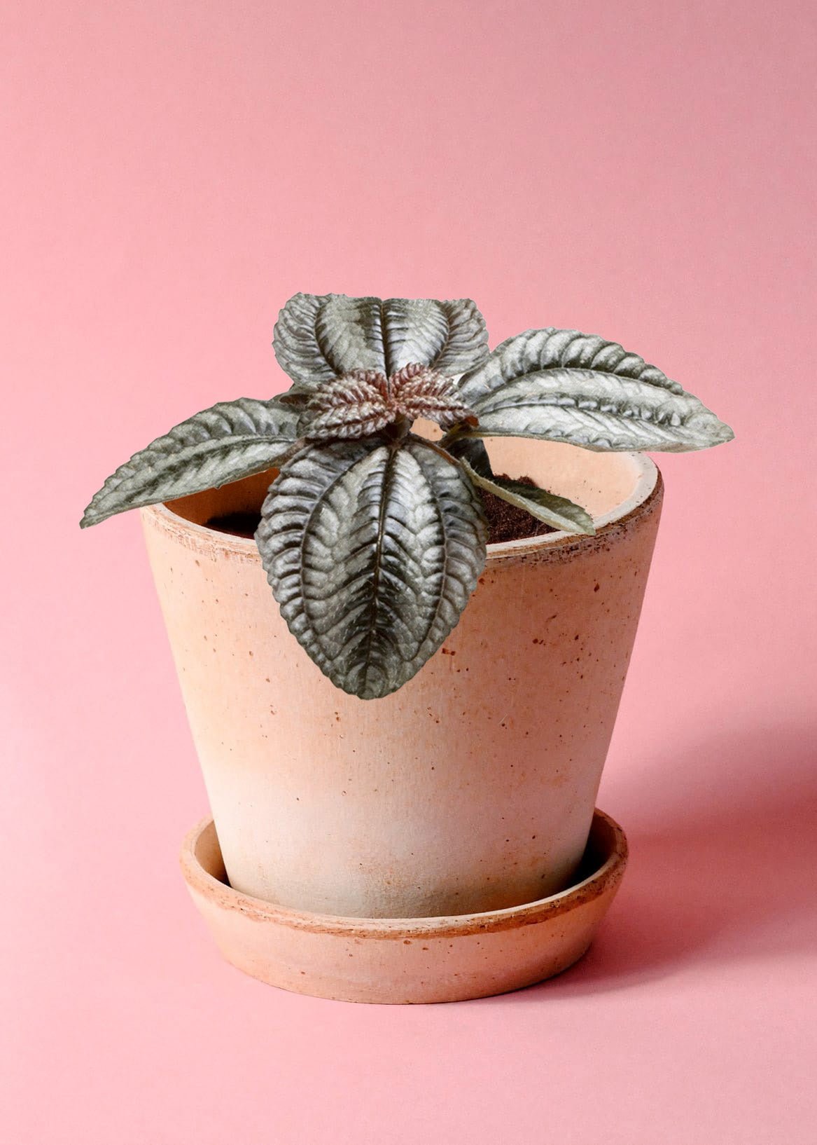 Pilea spruceana 'Norfolk' (Friendship Plant) Baby -  Plant Circle.