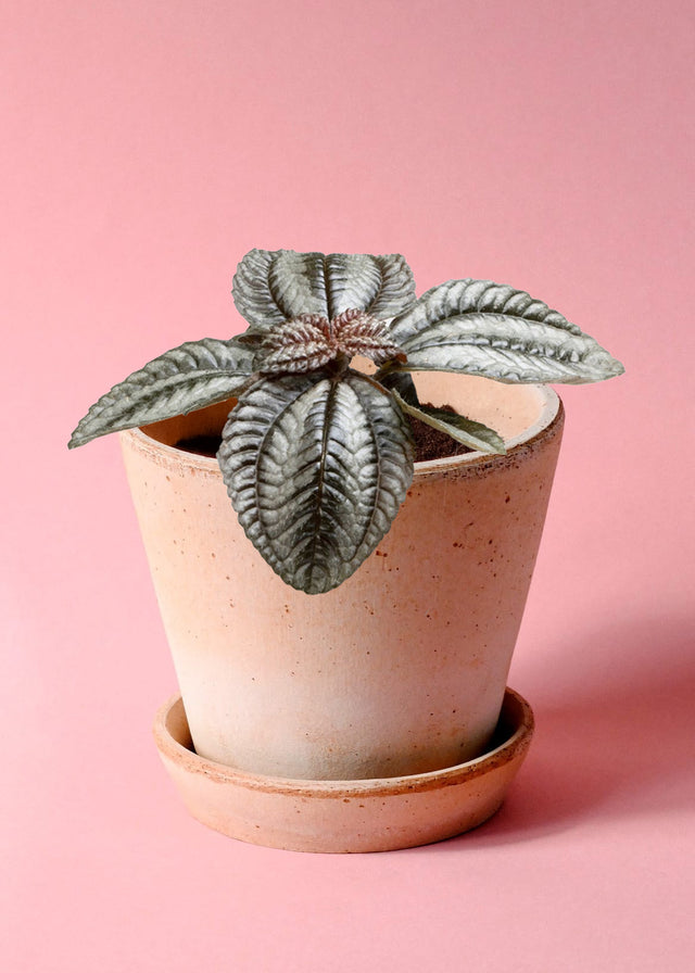 Pilea spruceana 'Norfolk' (Friendship Plant) Baby -  Plant Circle.