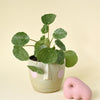 pilea sugar by plant circle