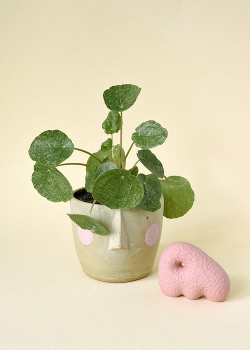 pilea sugar by plant circle