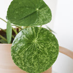 pilea_2